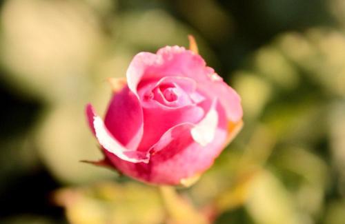 Fossanova San Marco Apartment | Villa Lilli 3