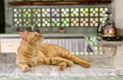 Hidalgo House | Villa Poesía