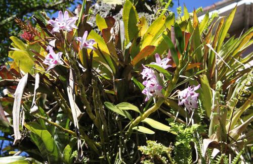 Petropolis House | Villa Violeta