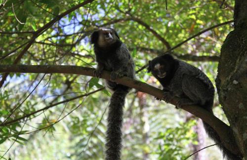 Petropolis House | Villa Violeta