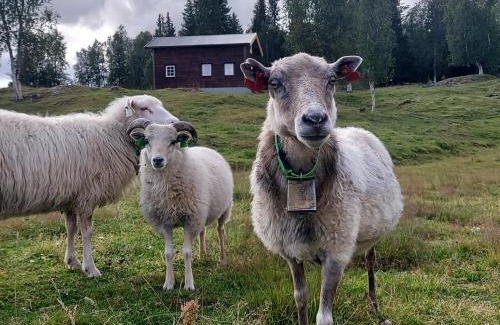 Hattfjelldal House | Villmarksgård, hytte ved vannet