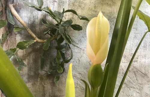 Villas Tulum House | Wabi Sabi Garden Guesthouse by AMARA Concepts.