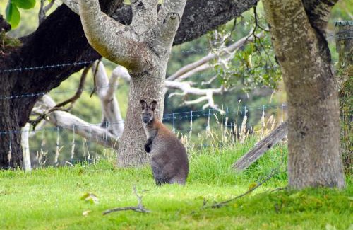 Mole Creek House | Wakefields - an enchanting mountain view cottage