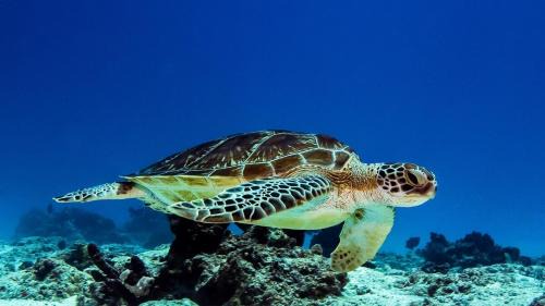 Paje Villa | Waterfall Villa Paje Beach Zanzibar your tropical paradise awaits!