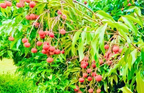 Hakalau House | Waterfall Wellness Haven Sauna, Ice Bath, & More