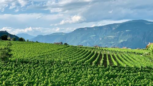 Berg/Monte Apartment | Weingut Gasshof
