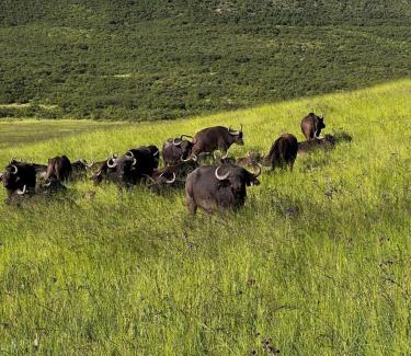 Pixley Ka Seme Cabin | Wetlands Game Lodge