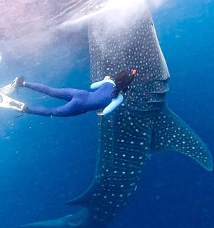 Sumbawa Boat Rental | Whaleshark open trip