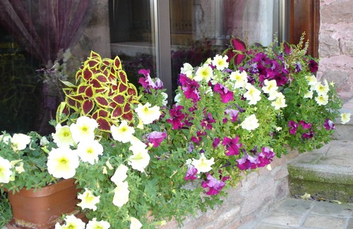 Julienas House | Winegrower's house in the heart of the vineyards, breathtaking views, guaranteed peace and quiet