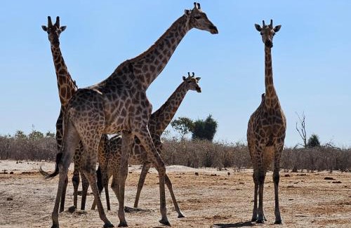 Ngoma Hotel | Xhabe Safari Lodge Chobe