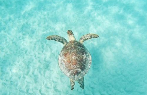 Yakushima House | Yakushima Umigame house 屋久島 海がめの里 蘭亭