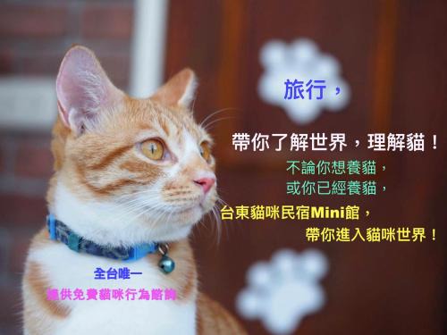 貓咪民宿Mini館-中午即可入房