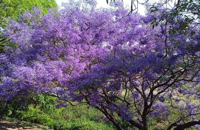 A loft for you to call your own UN 608