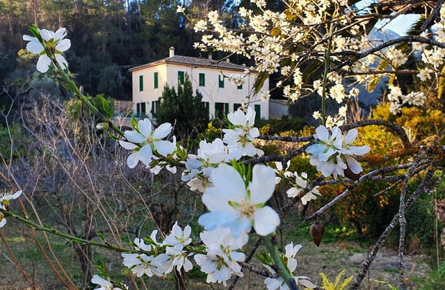 Agroturisme Finca Sa Maniga