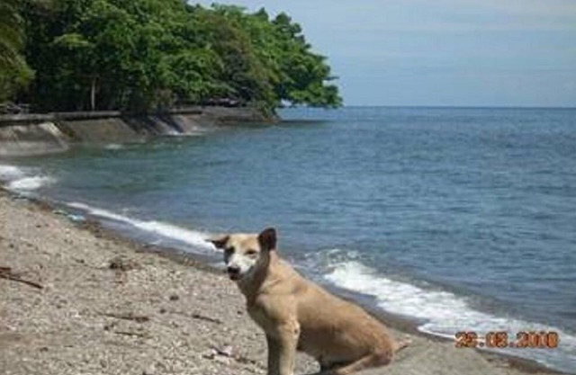 Algen's Dive Resort