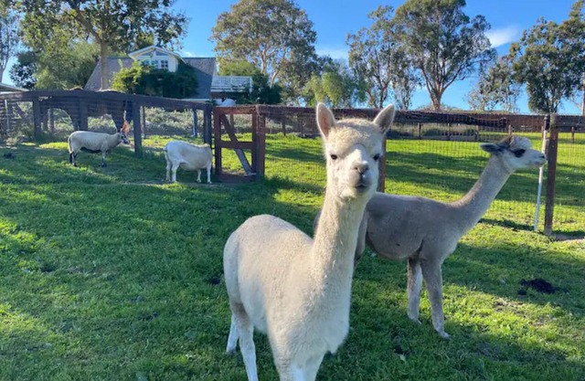 Anavo Farm's Stylish Sheep Retreat