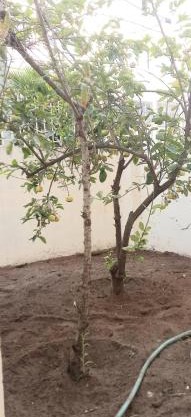 Appartement avec cours au centre ville