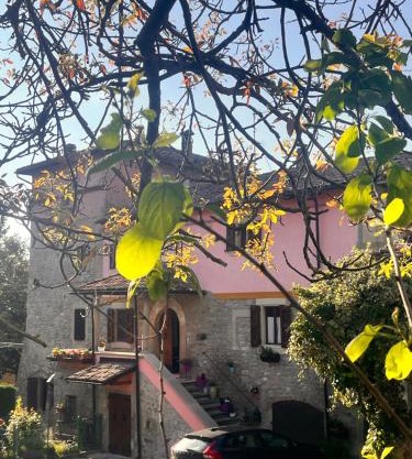 B&B Camelia