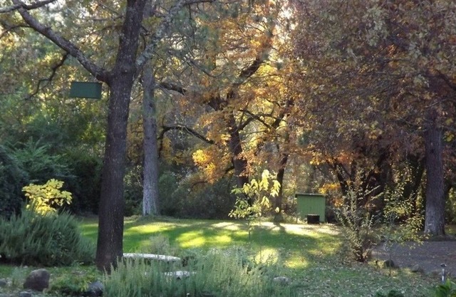 Backyard Garden Oasis