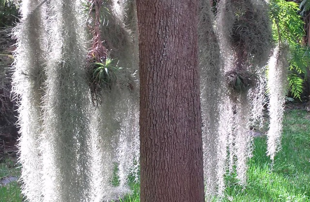 BAMBU VACATION HOME, (A SPLENDID GARDEN)