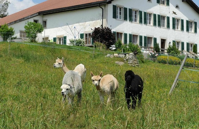 Beautiful apartment for 4 guests with WIFI, balcony, pets allowed and parking
