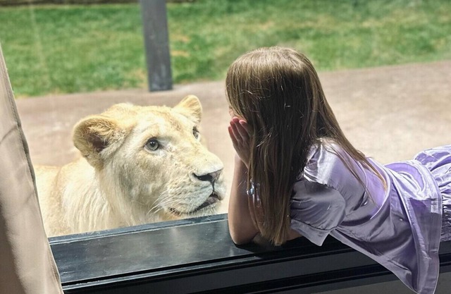 Big Cat Bungalows at The Haven