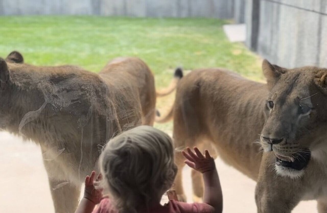 Big Cat Bungalows at The Haven - Lion 2