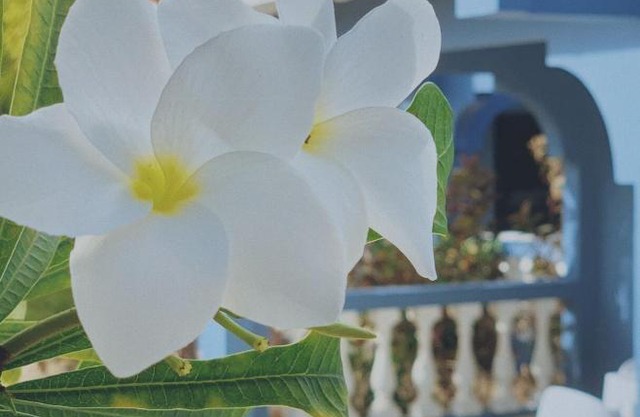 Blue Bonaire Resort Nr. 3, modern en stijlvol