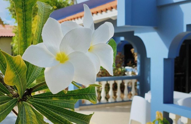 Blue Bonaire Resort nr. 5, modern en stijlvol!