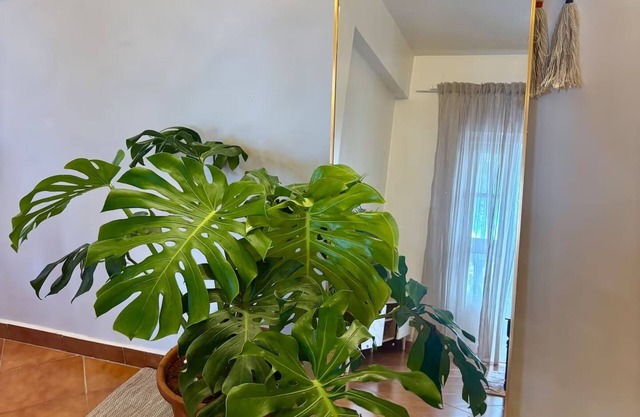 Bohame - Boho Poolside 1BHK, 2-Min Walk to Benaulim Beach