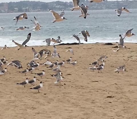 Cabañas en Algarrobo Norte