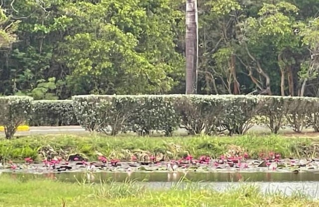 CaribBliss Suite - Tobago Plantations Penthousenn