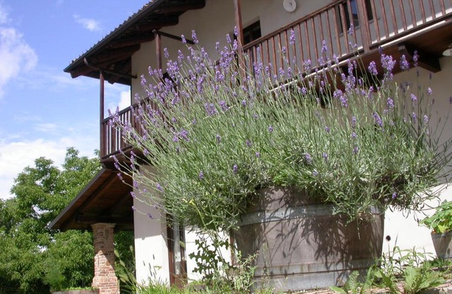 Cascina Creusa B&B