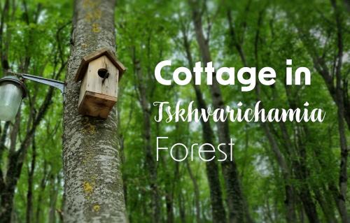 Cottage in Tskhvarichamia forest