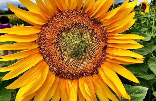ecologite Fleur de sureau à la campagne