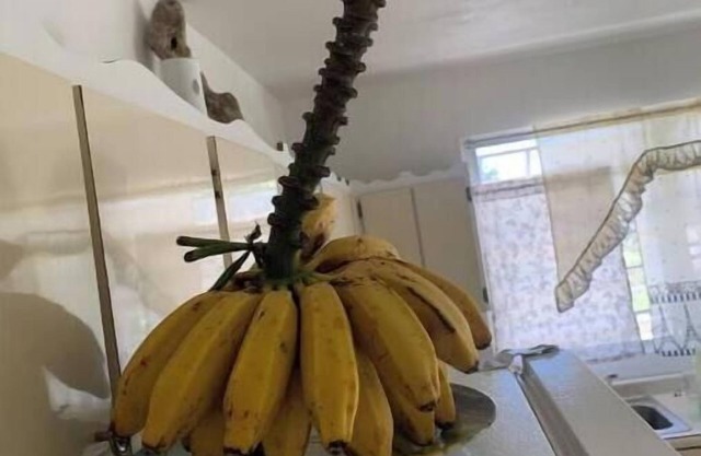 Elena's WhiteHouse #4 Anasco PR