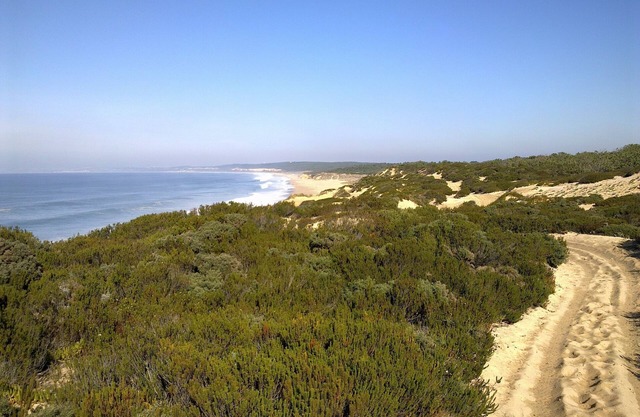 Entre plage et pineède forest