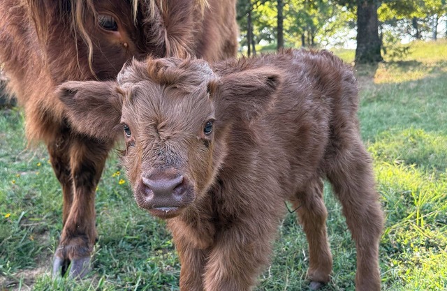 Farm Stay with Highland Cows