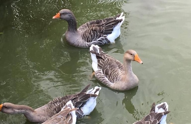 Feha 22 "Swedish house on the farm"