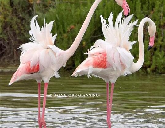 Fenicottero Rosa