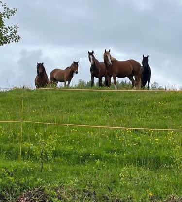 Feriehus midt mellom Tromsø og Senja
