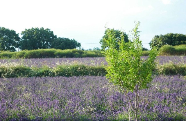 Fignère Havre de Paix 3 * ds Mas near Gorges de l'Ardèche on 2 ha of lavender