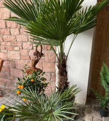 Gemütlich & einzigartig: Altbauloft in Edenkoben