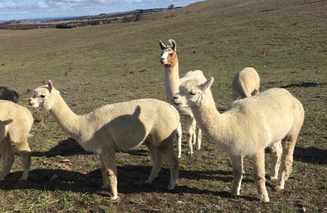 GOULBURN ALPACA FARM STAY