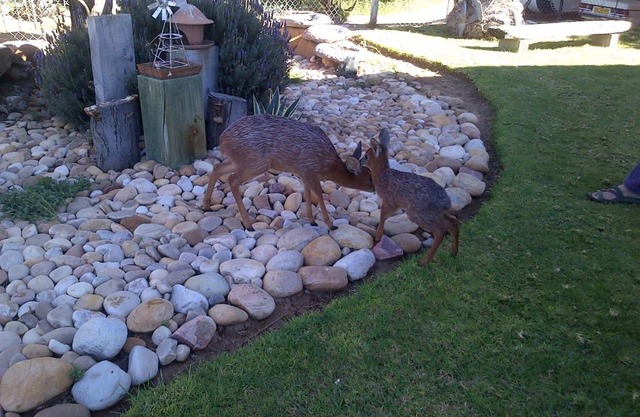 Grysbok Self Catering Accommodation