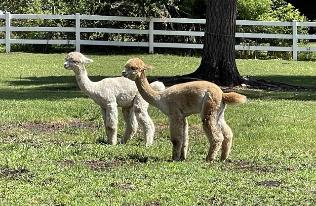 Hobbit House on a Gentleman's Farm by RedAwning