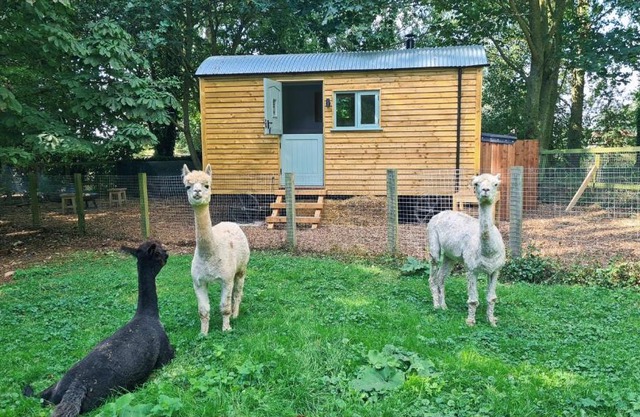 Horsley Hale Farm Glamping
