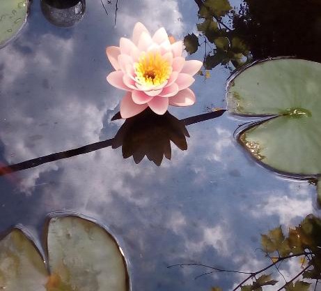 House of Flowers