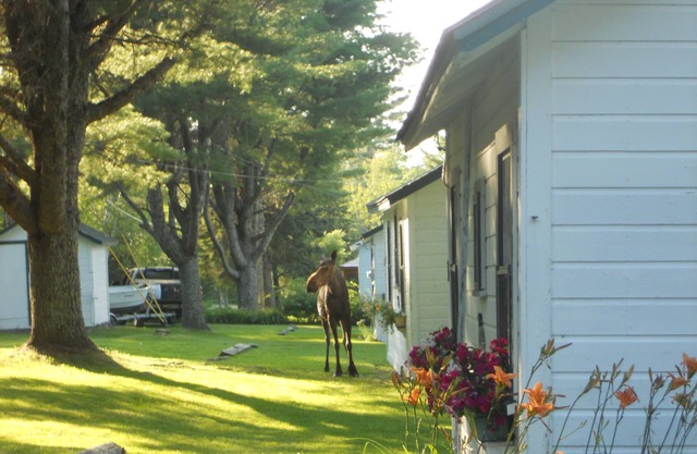 Kelsey's Cottage on Jackson Brook Lake in Brookton Maine