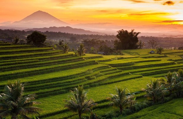Kubu Pinge